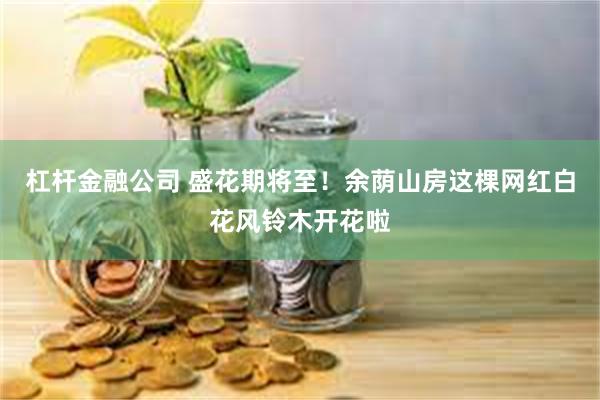杠杆金融公司 盛花期将至！余荫山房这棵网红白花风铃木开花啦